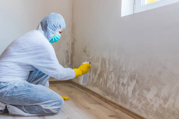 Mold Removal Process in Rittman, OH