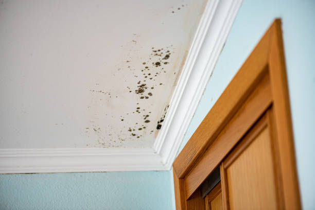 Best Mold Cleaning Services  in Rittman, OH
