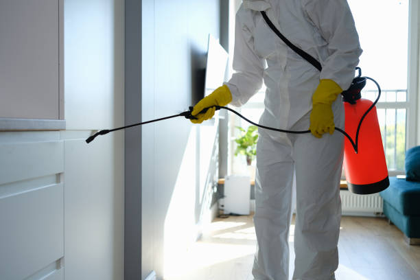 Best Office Mold Removal Services  in Rittman, OH