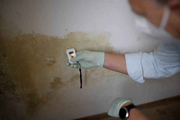 Best Commercial Mold Removal  in Rittman, OH
