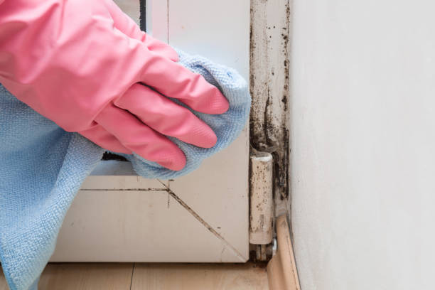 Best Mold Testing  in Rittman, OH