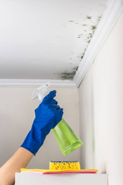 Best Home Mold Removal  in Rittman, OH